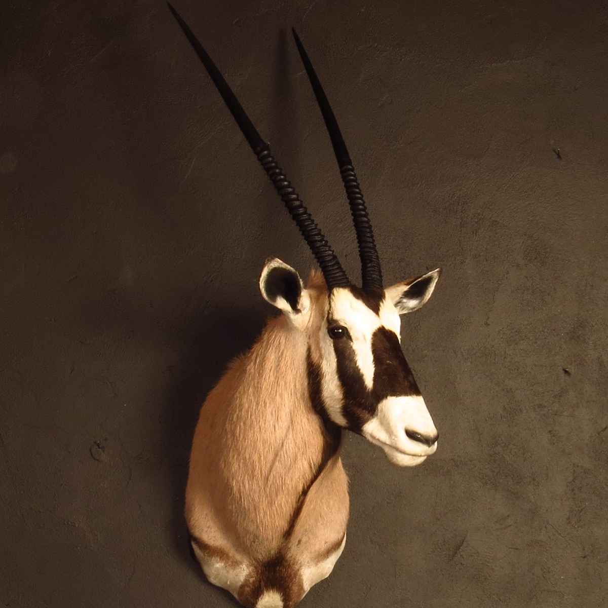 Shoulder mount of an African game animal by Karoo Animal Art Studio