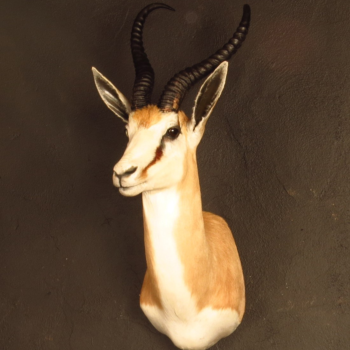 Shoulder mount of an African game animal by Karoo Animal Art Studio